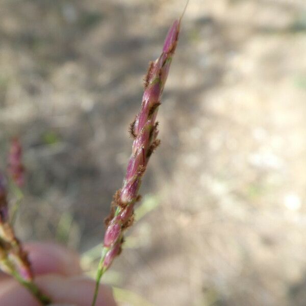 Sorghum halepense Virág