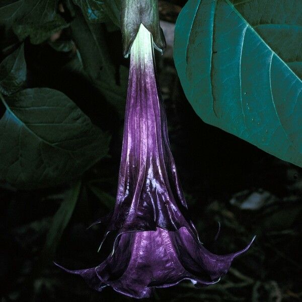 Datura metel फूल