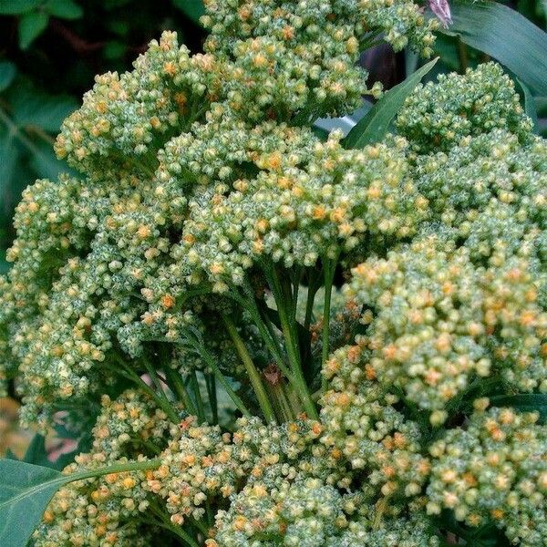 Chenopodium quinoa Flower