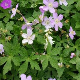 Geranium maculatum Лист