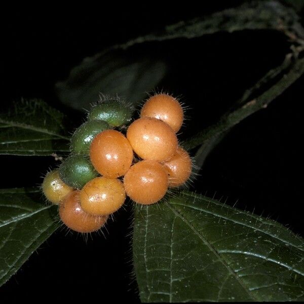 Cordia nodosa Fruit