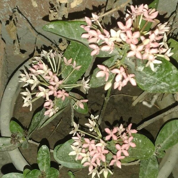 Ixora chinensis Žiedas