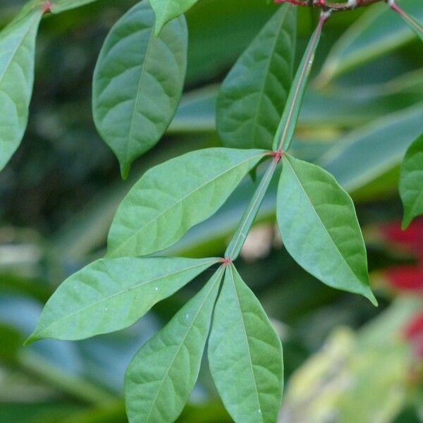 Quassia amara Blad