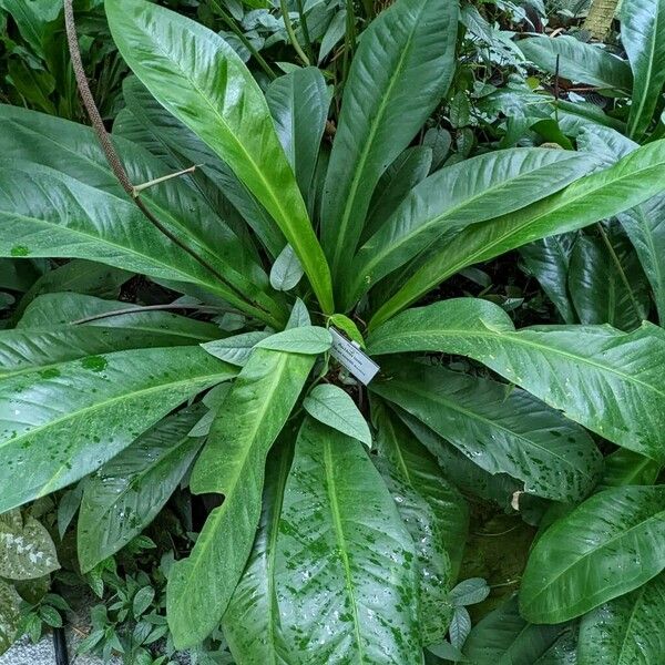 Anthurium lilacinum Leaf