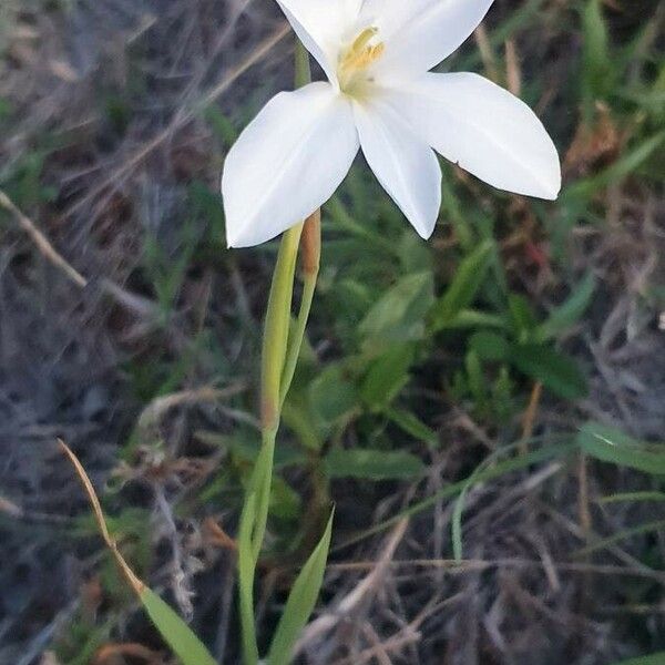 Gladiolus candidus Blomst