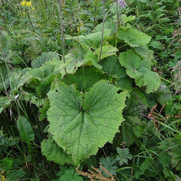 Adenostyles alliariae Feuille