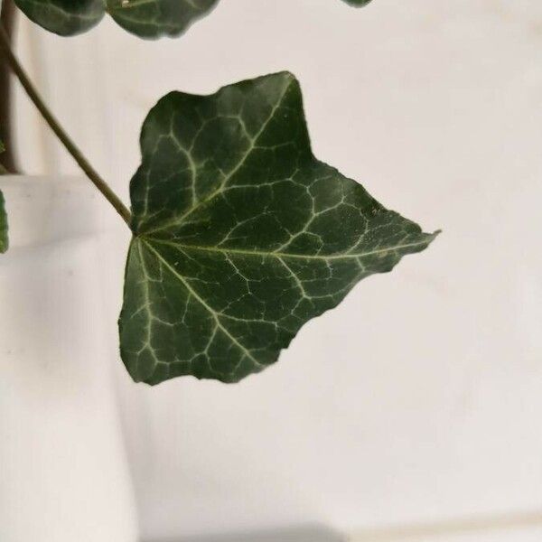 Hedera helix পাতা