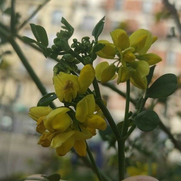 Coronilla valentina Kvet