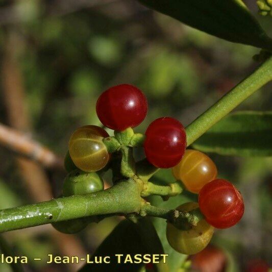 Viscum cruciatum Fruchs