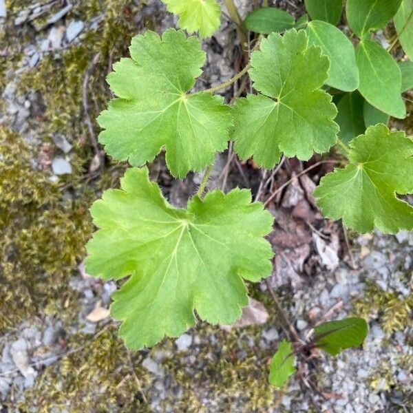 Heuchera richardsonii Leaf