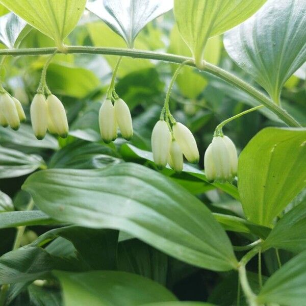 Polygonatum latifolium 花