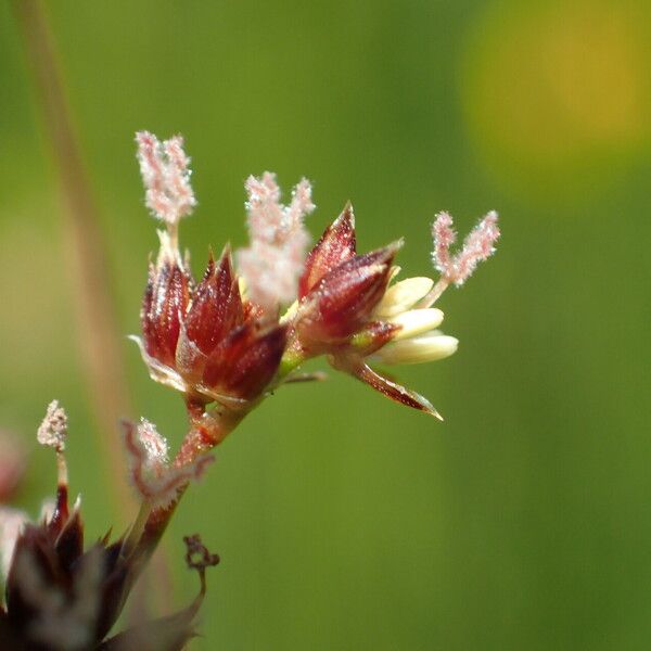 Juncus acutiflorus Flower