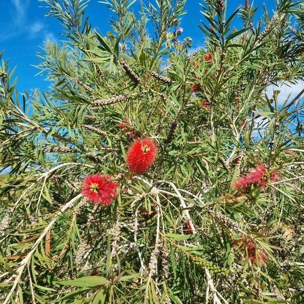 Callistemon citrinus Blodyn