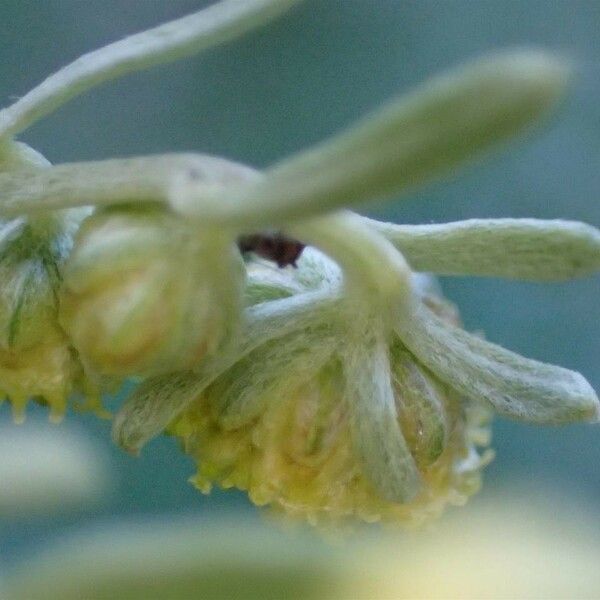 Artemisia absinthium Flower