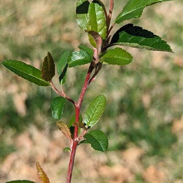 Malus angustifolia Leaf