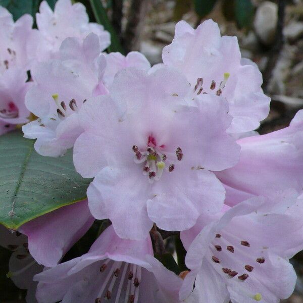 Rhododendron uvariifolium Кветка