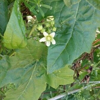 Bryonia cretica Flor