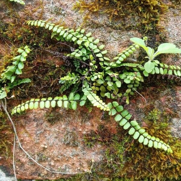 Asplenium adulterinum Lapas