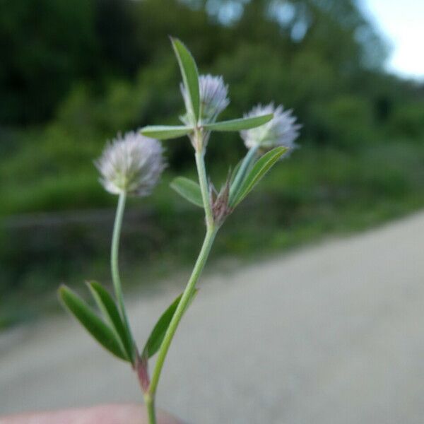 Trifolium arvense പുറംതൊലി