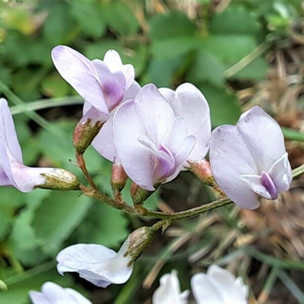 Astragalus austriacus Flower