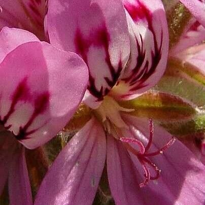 Pelargonium graveolens Lorea