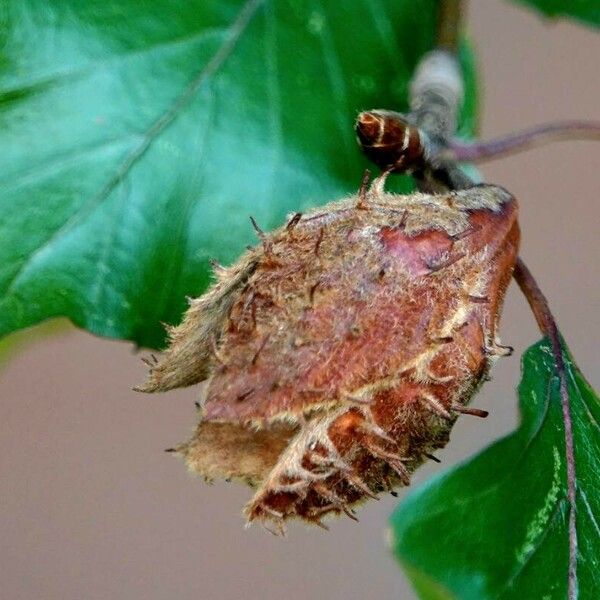 Fagus sylvatica ഫലം