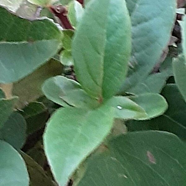 Gaultheria shallon Leaf