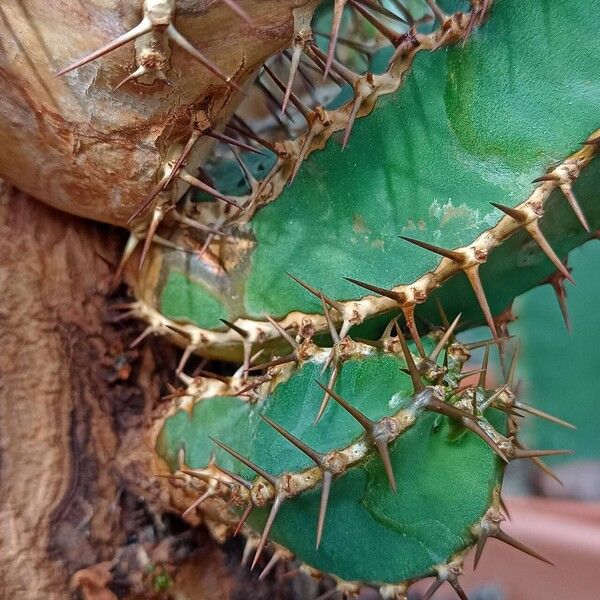 Euphorbia avasmontana Vivejo