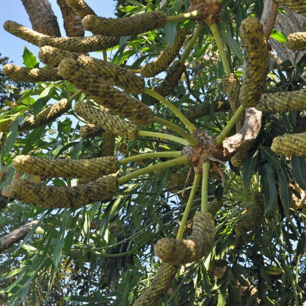 Cussonia paniculata Vaisius