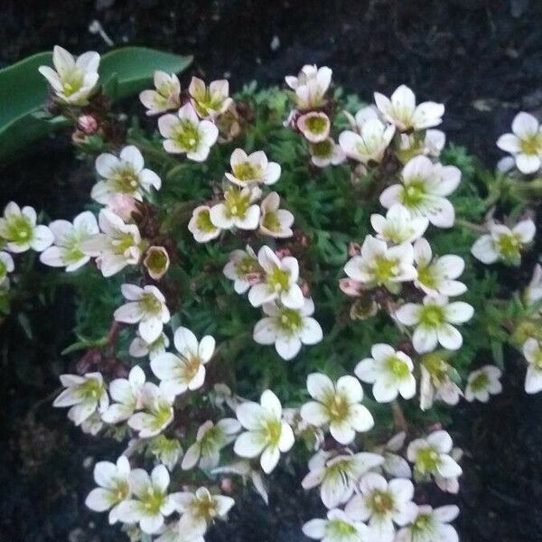 Saxifraga cespitosa Кветка