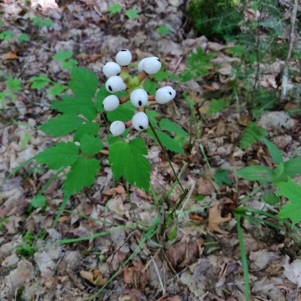 Actaea pachypoda Frucht