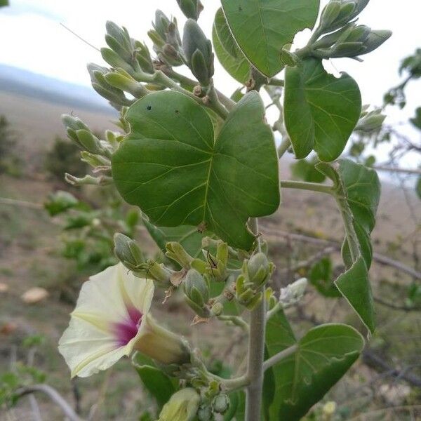 Ipomoea spathulata Flower