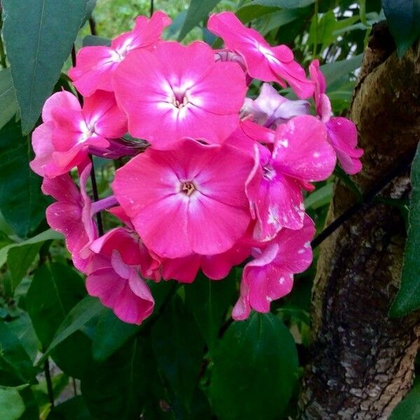 Phlox paniculata Flors