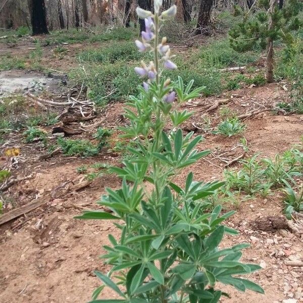 Lupinus sericeus Levél