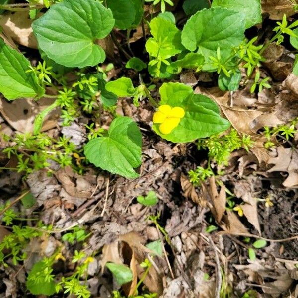 Viola pubescens ഇല