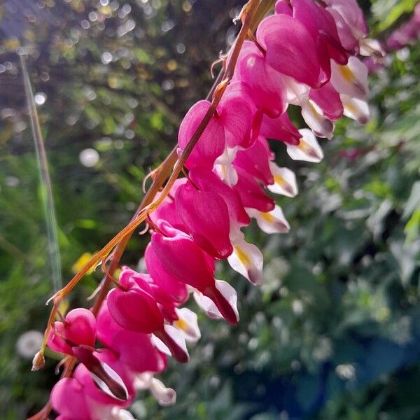 Lamprocapnos spectabilis Flor