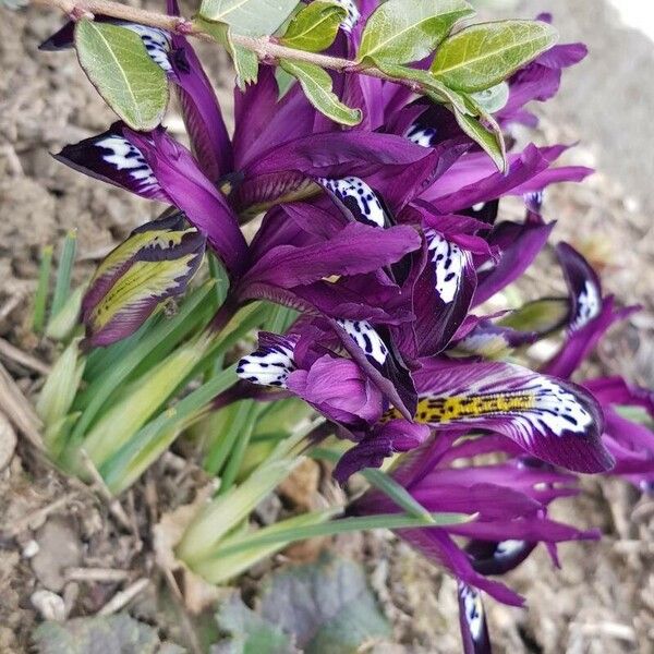 Iris reticulata 整株植物