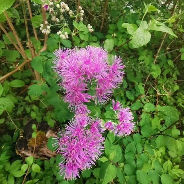 Thalictrum aquilegiifolium Blomst