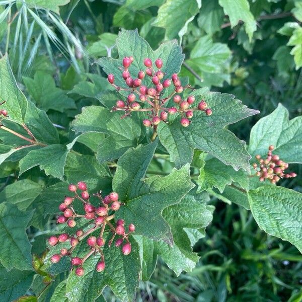 Viburnum trilobum Virág