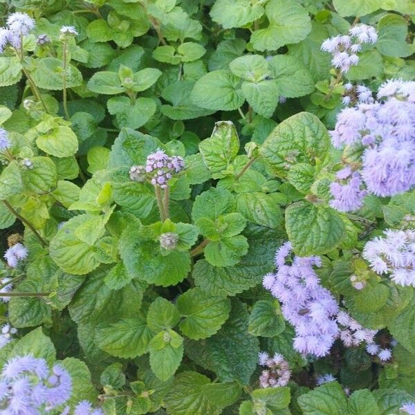 Ageratum conyzoides Leaf