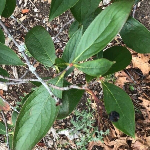 Aronia melanocarpa Φύλλο