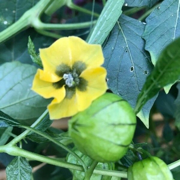 Physalis philadelphica Květ