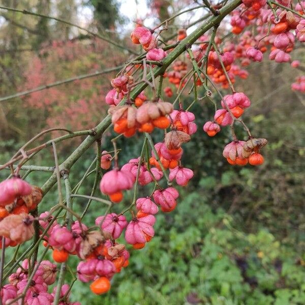 Euonymus europaeus Plod