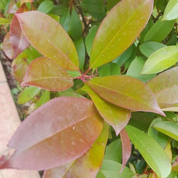 Photinia glabra 葉