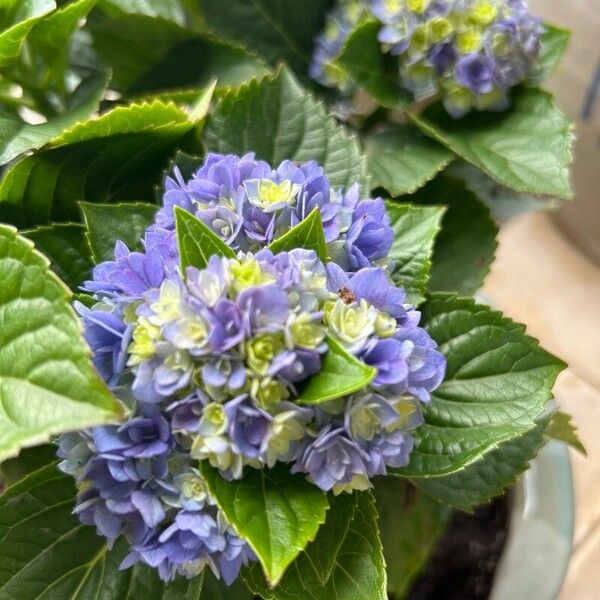 Hydrangea spp. Virág