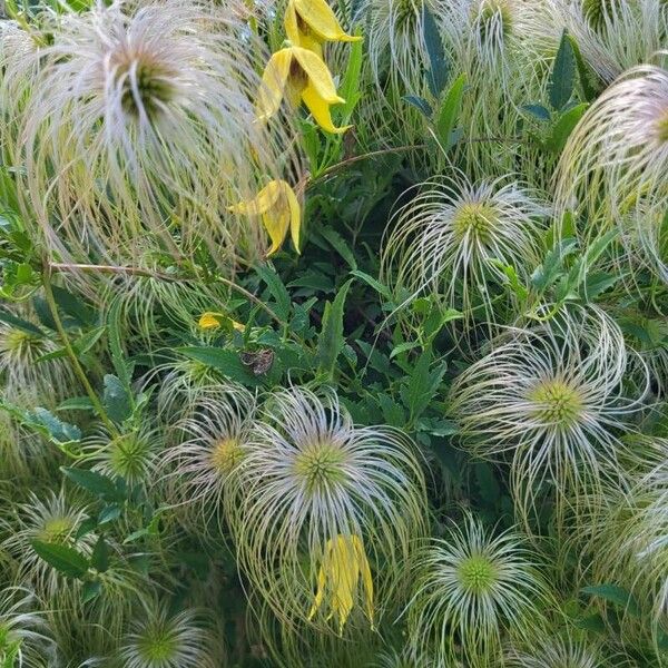 Clematis tangutica Leaf