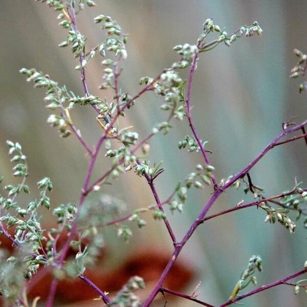 Artemisia campestris Fuelha