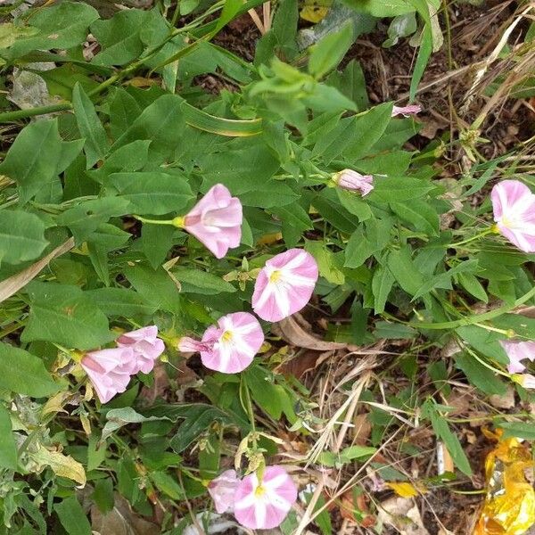 Convolvulus arvensis Flor