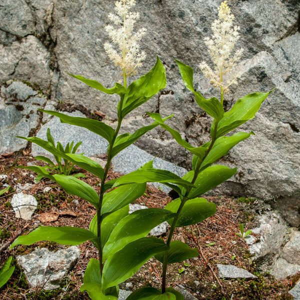 Maianthemum racemosum Pokrój