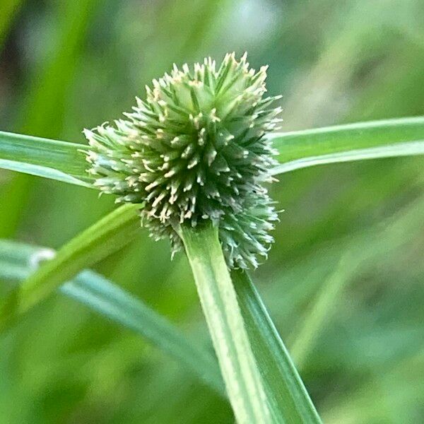 Cyperus hortensis Froito